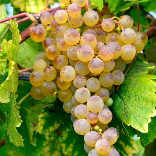 Chasselas