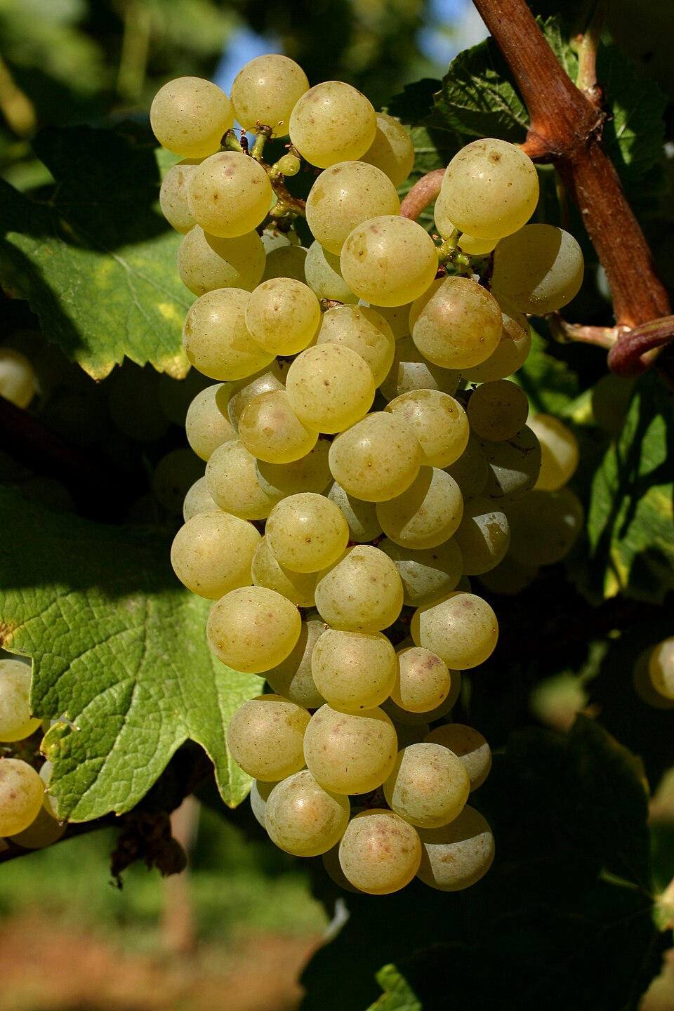Chardonnay