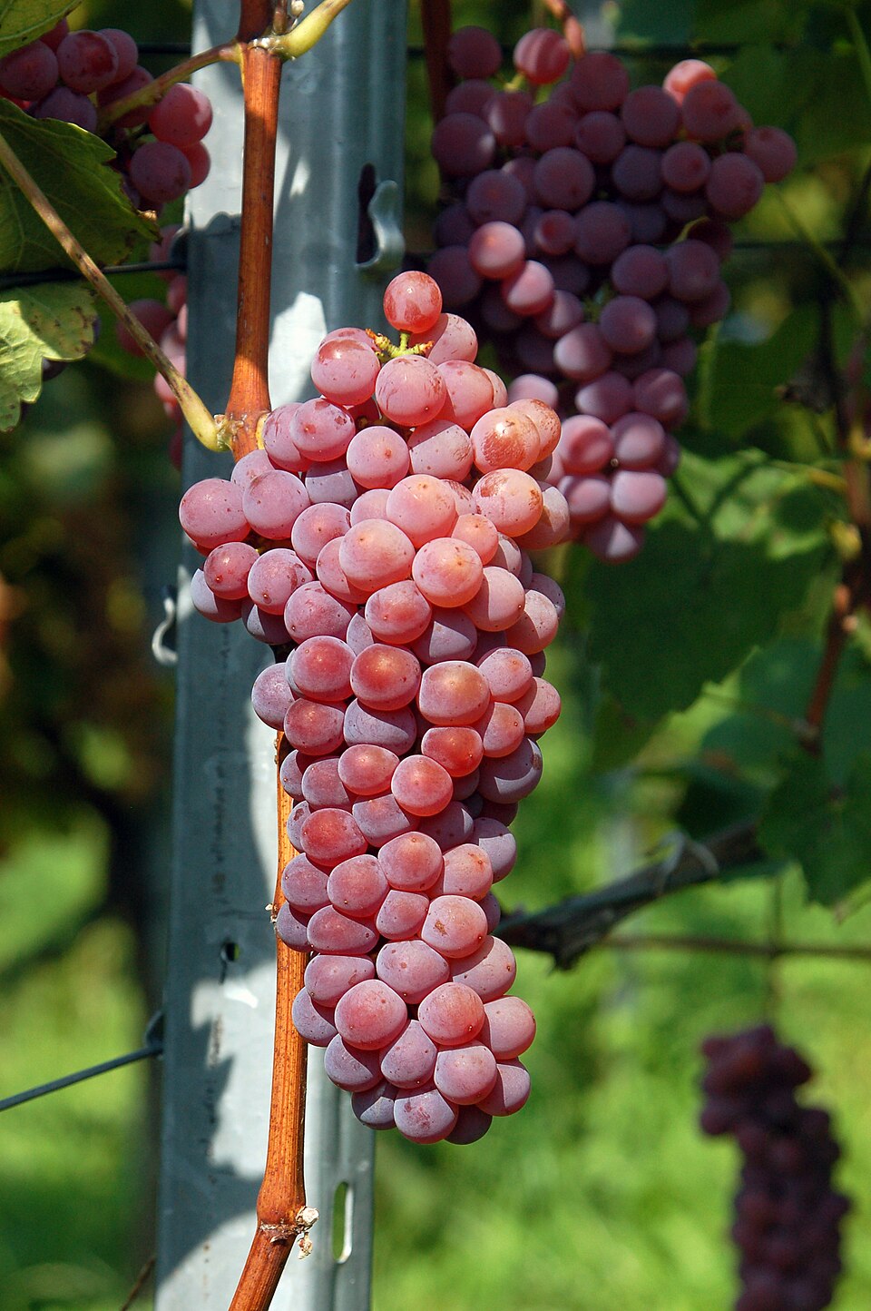 Souvignier Gris