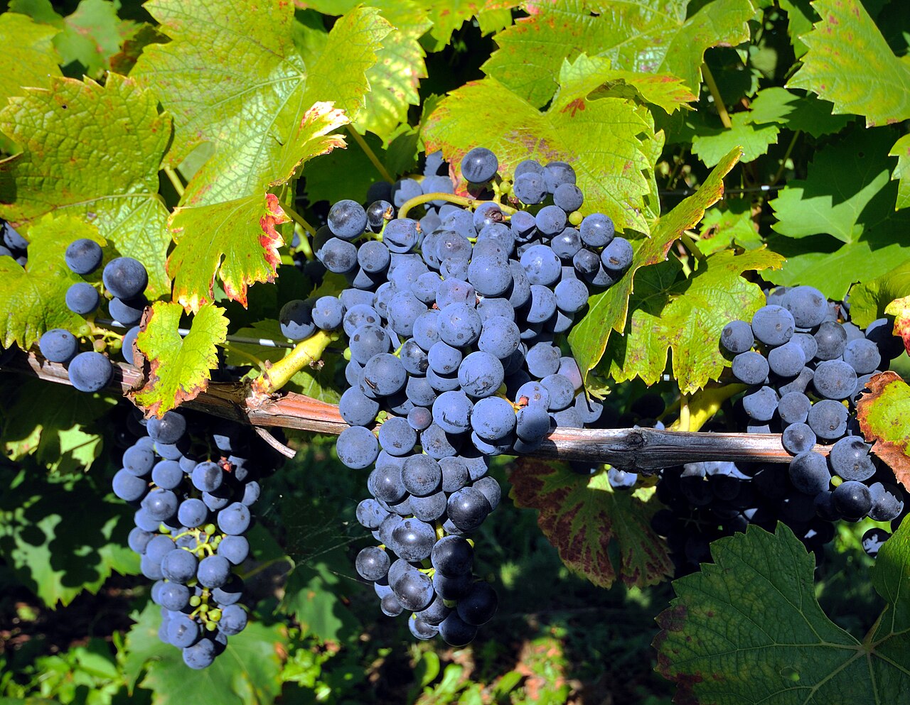 Pinot Noir