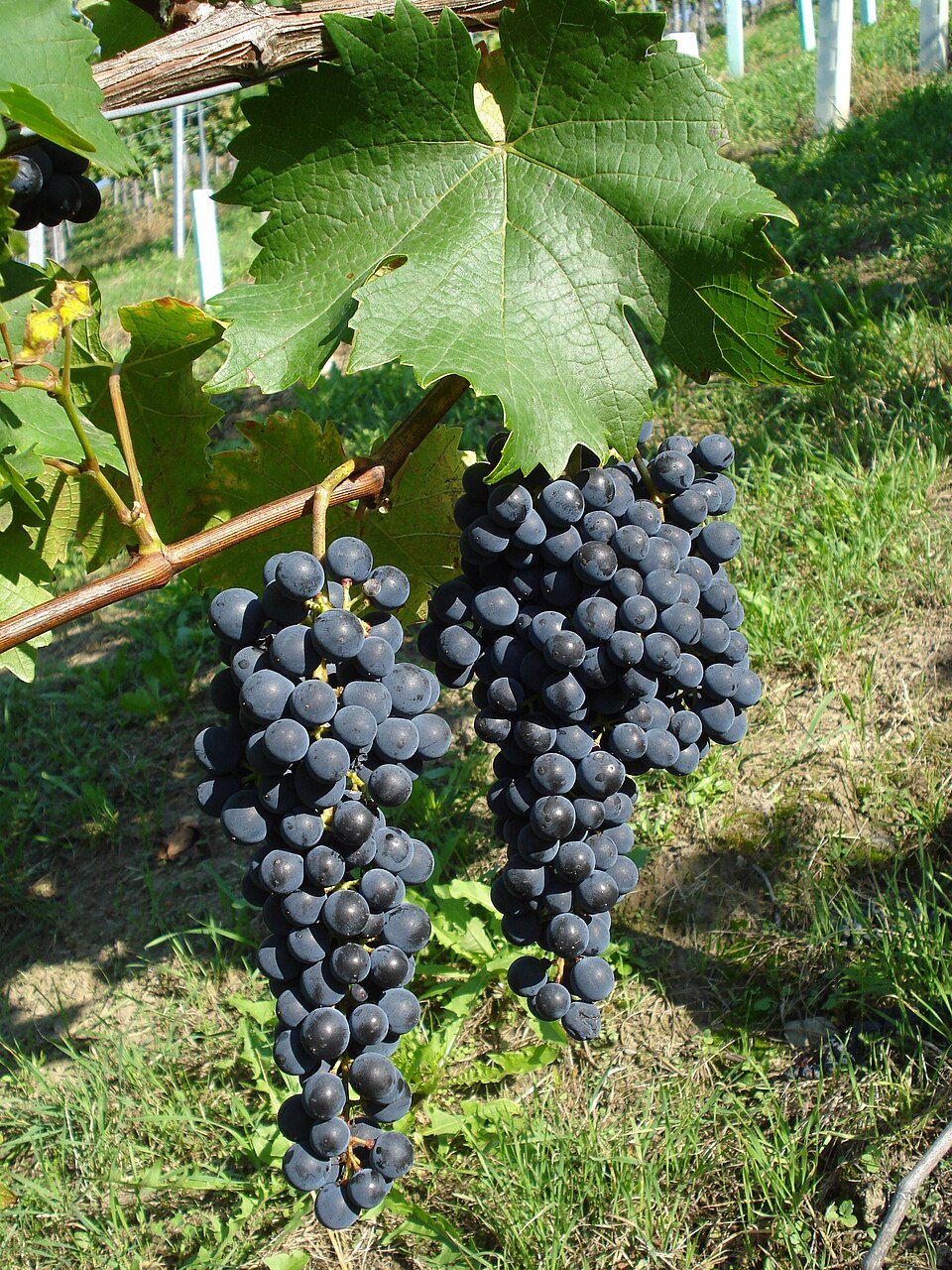 Cabernet Jura