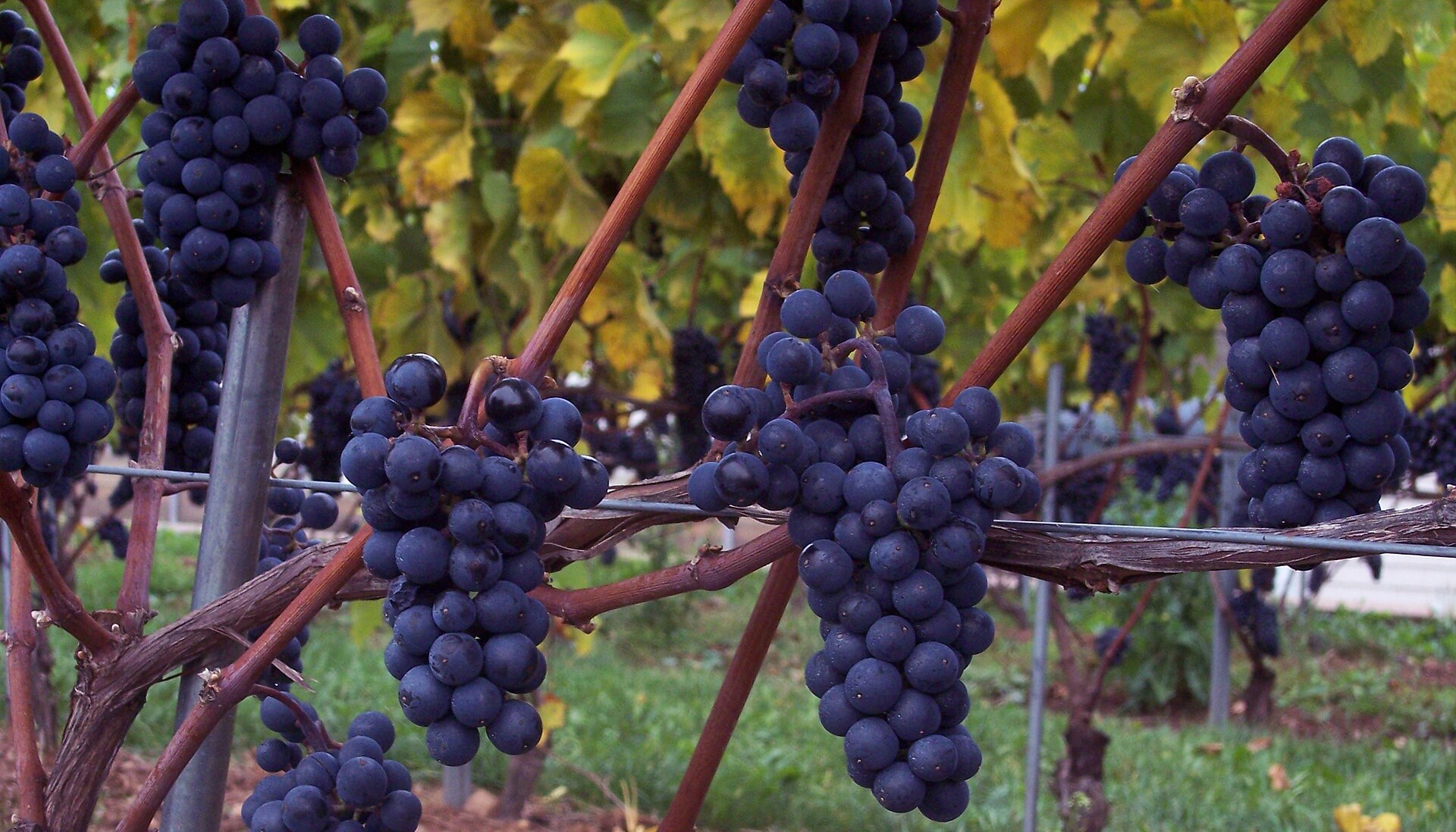 Marechal Foch