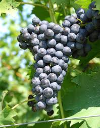 Chambourcin